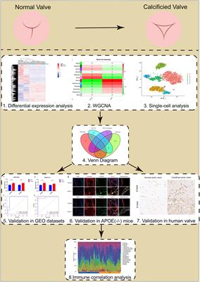 Identifying hub genes of calcific aortic valve disease and revealing the immune infiltration landscape based on multiple WGCNA and single-cell sequence analysis